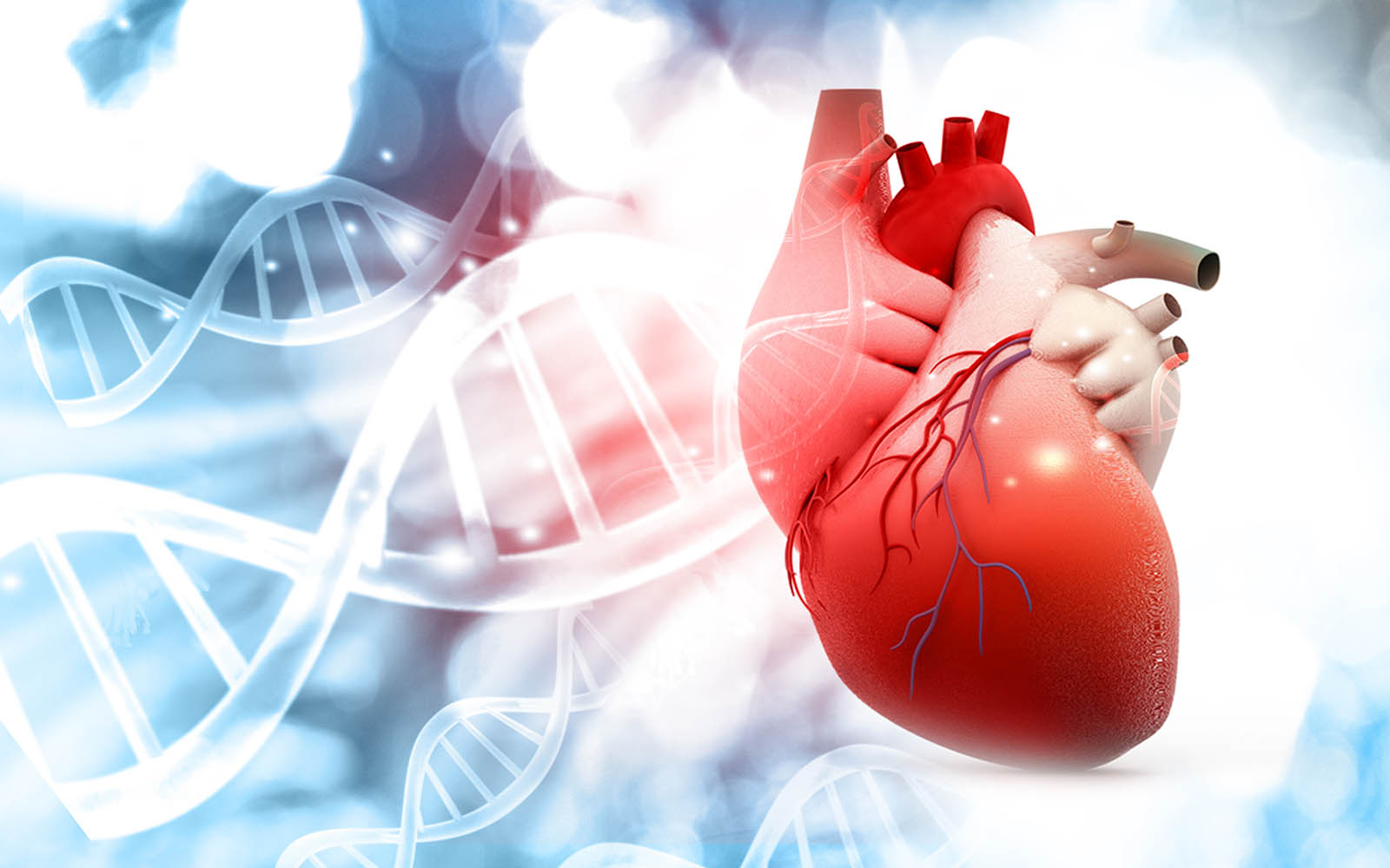 Koronare Herzkrankheit: Einfluss der genetischen Veranlagung